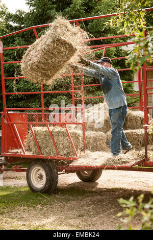 L'uomo pitching balle di fieno al di fuori di un carro di fieno, di essere spostato nel granaio, nei pressi di Galena, Illinois, Stati Uniti d'America Foto Stock