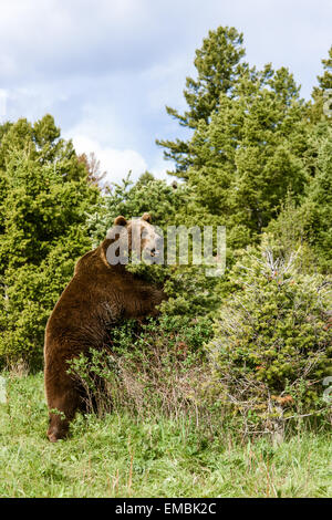 Orso grizzly foraggio per gli acini in un cespuglio vicino a Bozeman, Montana, USA. Foto Stock