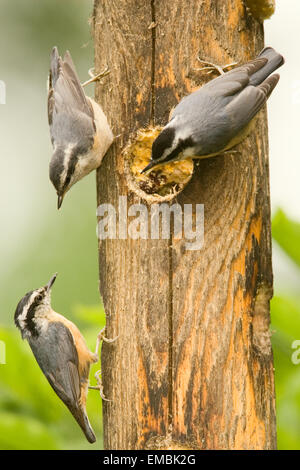 Maschio e femmina adulti Nuthatches Red-Breasted cercando di tenere lontano un altro da mangiare al registro alimentatore suet Foto Stock