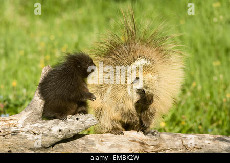 Per adulti e giovani Istrice comune (Erethizon dorsatum) guardando ogni altro su un log in prato. Foto Stock