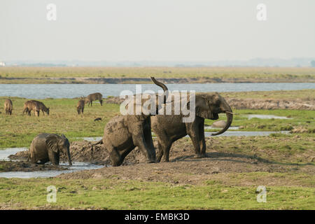 Gli elefanti africani di prendere un bagno di fango, la spruzzatura di se stessi con il fango per proteggere da insetti, con Waterbuck in background Foto Stock