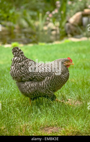 Free-ranging sbarrate Plymouth Rock pollo, Henny Penny, passeggiate in erba nel mio giardino Foto Stock