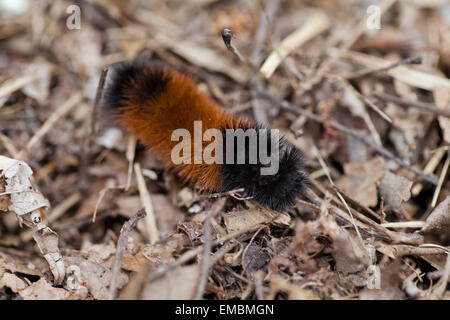 Lanosi Bear caterpillar, Isabella Tiger Moth larva (Pyrrharctia isabella) - Virginia STATI UNITI D'AMERICA Foto Stock