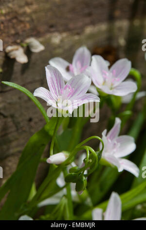 Est della Primavera di bellezza (Claytonia virginica), Aka Virginia Primavera di bellezza e fata spud cresce in primavera - Virginia STATI UNITI D'AMERICA Foto Stock