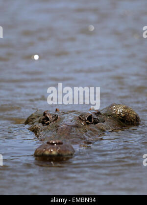 (150420) -- TARCOLES (COSTA RICA), 20 aprile 2015 (Xinhua) -- un coccodrillo è raffigurato al Rio Grande de Tarcoles, noto anche come il fiume Tarcoles, vicino alla città di Tarcoles, circa 110 km a sud-ovest della Costa Rica la capitale San Jose, il 19 aprile 2015. Il fiume è la più famosa per la sua abbondanza di coccodrilli, con una popolazione stimata di 25 coccodrilli per chilometro quadrato, secondo la stampa locale. (Xinhua/Kent Gilbert) (nxl) Foto Stock