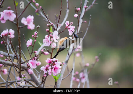 Easern spinebill in peach tree Foto Stock