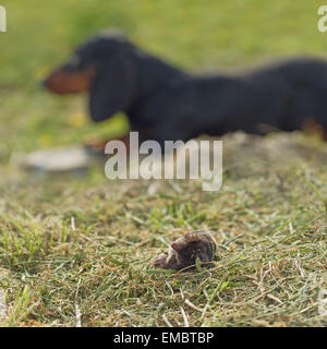 Cane Bassotto posa in erba da mole morto in giardino Foto Stock