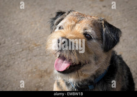 Cheeky poco Border Terrier cercando con un donne incinte e espressione di speranza. Foto Stock