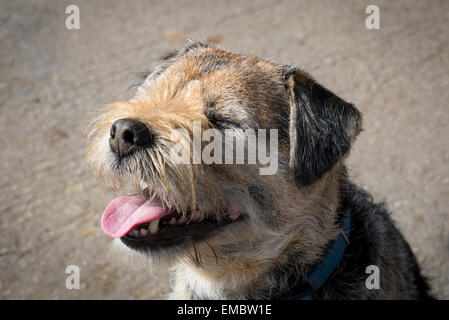 Un felice cercando poco Border Terrier cane guardando come sta sorridendo o ridendo a qualcosa. Foto Stock