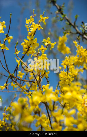 Giallo brillante fioritura di forsitia contro un cielo blu. Bellissimi colori di primavera in un giardino inglese. Foto Stock