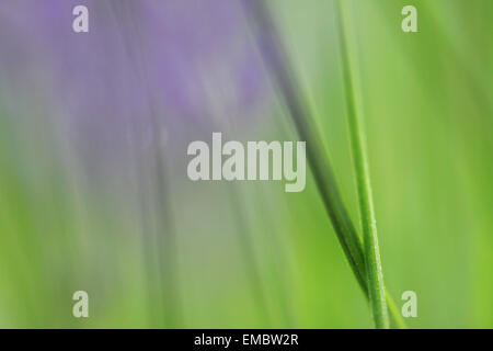 Abstract di verde stelo di lavanda e sfocata di lavanda in background Foto Stock