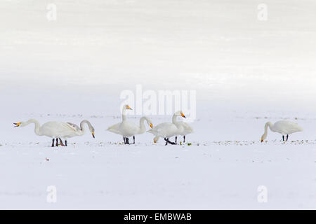 Gregge di Whooper cigni (Cygnus cygnus) foraggio su terreno coltivato nella neve in inverno Foto Stock