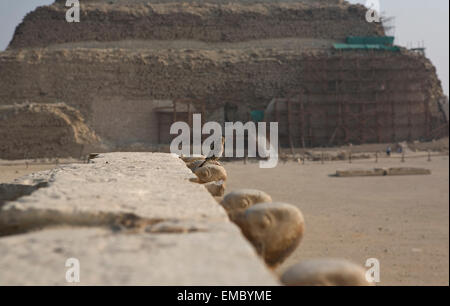 Passera arroccato sulla testa di animali in pietra vicino alla piramide di Saqqara. Antica capitale egiziana, Menfi, Egitto Foto Stock