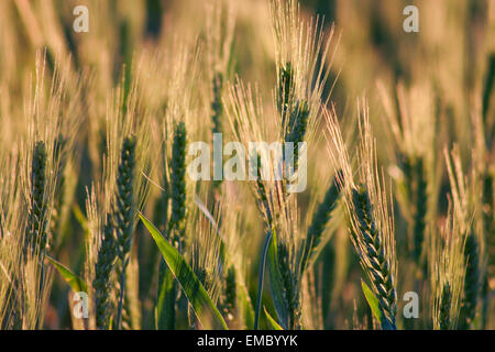 Bellissimo campo di grano. Primo piano su un tranquillo sfondo, Spagna Foto Stock
