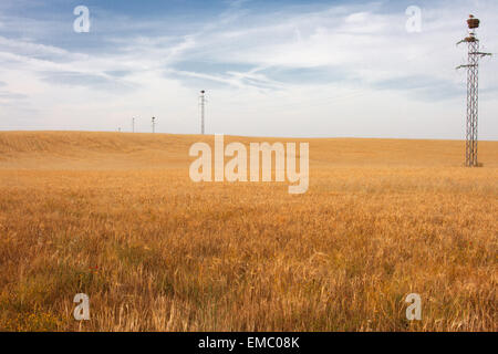 Il giallo dei campi di grano e i pali elettrici pieno di Nidi di cicogna, Spagna Foto Stock