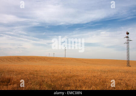 Il giallo dei campi di grano e i pali elettrici pieno di Nidi di cicogna, Spagna Foto Stock