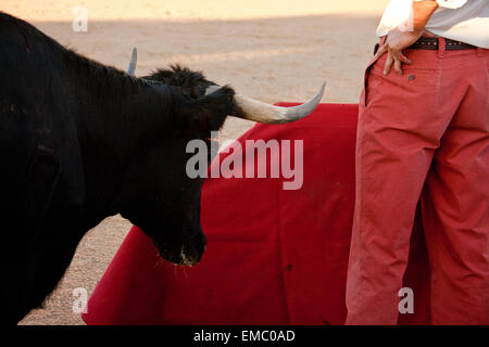 Corrida di formazione giorno per selezionare gli animali di razza braves tori da combattimento Foto Stock