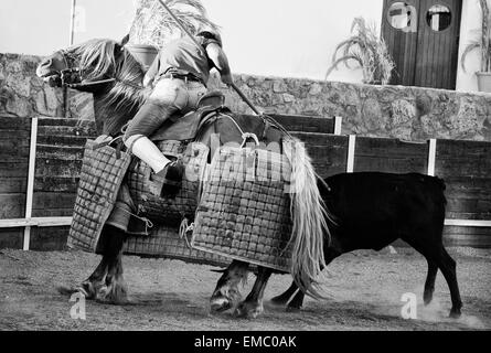 Corrida di formazione giorno per selezionare gli animali di razza braves tori da combattimento Foto Stock