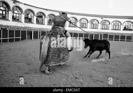 Corrida di formazione giorno per selezionare gli animali di razza braves tori da combattimento Foto Stock