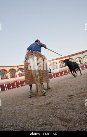 Corrida di formazione giorno per selezionare gli animali di razza braves tori da combattimento Foto Stock