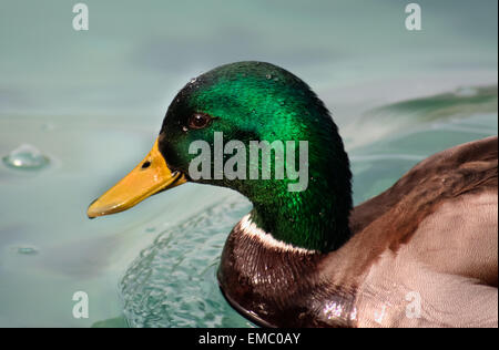 Closeup colpo di Mallard duck o Anas platyrhynchos, con goccioline di acqua sulla testa. Foto Stock