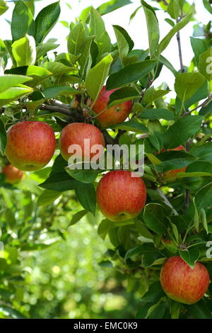 La Braeburn mele pronto per il prelievo. Alcuni amici e ho preso un paio di sacchi pieni di questi vicino Bilpin nelle Blue Mountains, NSW. Foto Stock