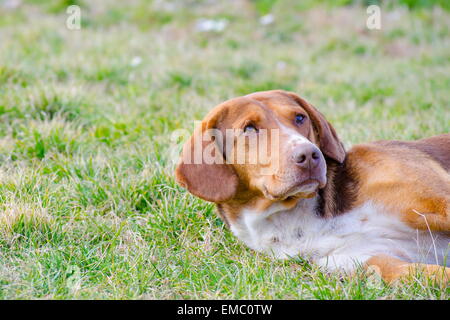 Triste vecchio cane con arancio rossastro fur giacente in erba Foto Stock