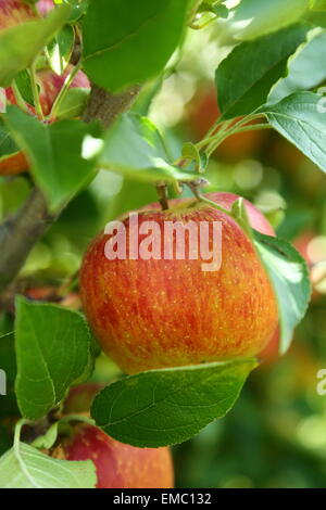 La Braeburn mele pronto per il prelievo. Alcuni amici e ho preso un paio di sacchi pieni di questi vicino Bilpin nelle Blue Mountains, NSW. Foto Stock