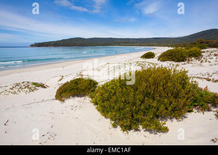 Riedle Bay - Maria Island National Park - Tasmania - Australia Foto Stock