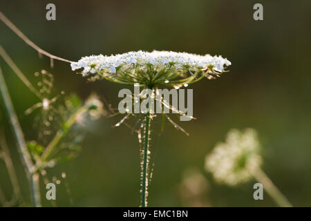 Queen Anne's pizzi in Rugiada di mattina Foto Stock