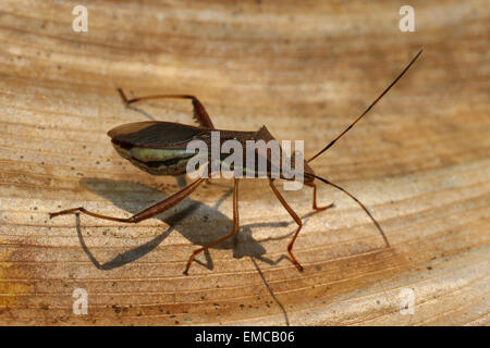 Pod di soia Bug Riptortus linearis Foto Stock