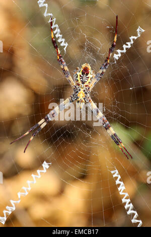 Multi-Colored croce di Sant' Andrea ragno Argiope versicolor Foto Stock