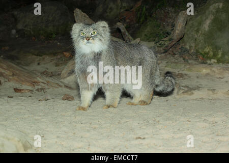 Manul o gatto pallas (Otocolobus manul) in habitat naturali Foto Stock