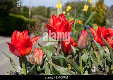 Rosso con gambo corto tulipani in un contenitore di pietra su weel al di fuori del cottage in Cornovaglia su una soleggiata giornata di primavera. Foto Stock