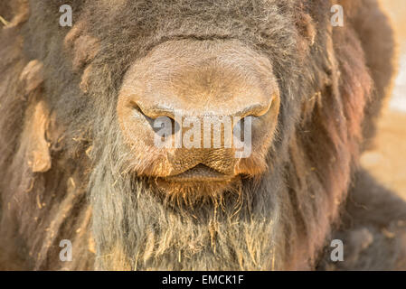 Bison naso close-up Foto Stock