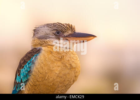Ritratto di maschio blu-winged kookaburra (Dacelo leachii) Foto Stock