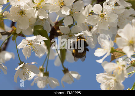 Giardino natura Bumblebee UK ronzante insetto vita selvatica raccolta dalla copertura di fiori è di per sé di polline Foto Stock