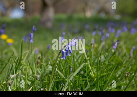 Bluebells fiorisce in giardini Emmetts Kent Foto Stock