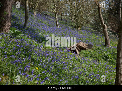 Bluebells fiorisce in giardini Emmetts Kent un tappeto blu di diffondersi attraverso il bosco piano Foto Stock