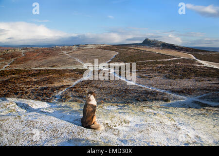 Cane godendo la vista dalla sella Tor Haytor su Dartmoor con una leggera spolverata di neve Foto Stock
