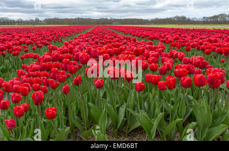 Tempo di primavera nei Paesi Bassi: tipicamente piatta campagna e vista sulla fioritura di colore rosso brillante tulipani Lisse, South Holland. Foto Stock