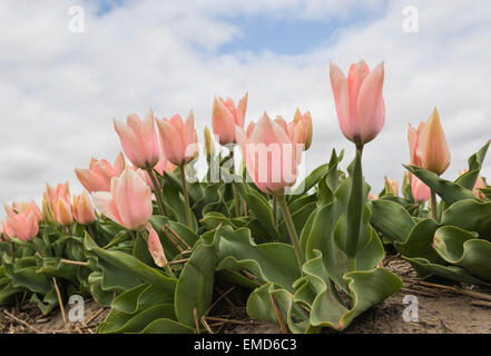 Tempo di primavera nei Paesi Bassi: tipicamente piatta campagna e vista sul fiore rosa soft tulipani Lisse, South Holland. Foto Stock