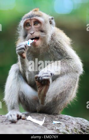 Ritratto di scimmia selvatica Foto Stock