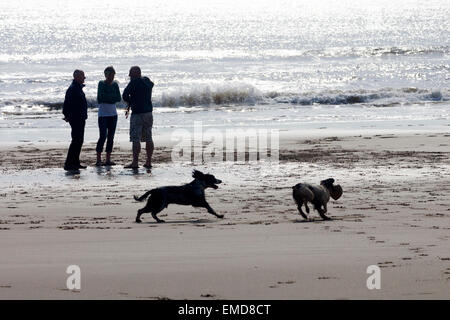 Silhouette, Dog Walkers, contro il sole sull'acqua, Compton Bay, Isle of Wight, England, Regno Unito Foto Stock