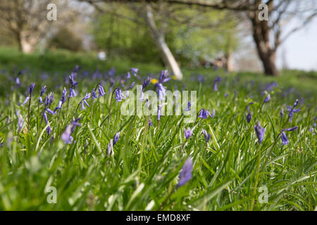 Bluebells in fiore a Emmetts Giardini in Kent Foto Stock