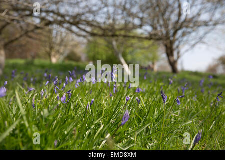 Bluebells in fiore a Emmetts Giardini in Kent Foto Stock