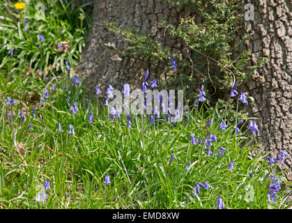 Regno Unito: Meteo Bluebells in fiore a Emmetts Giardini in Kent Foto Stock