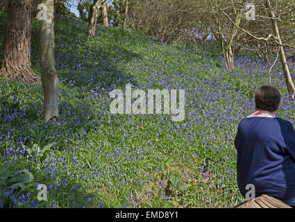 Regno Unito: Meteo Bluebells in fiore a Emmetts Giardini in Kent Foto Stock