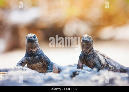 Iguane Marine sulle rocce Foto Stock