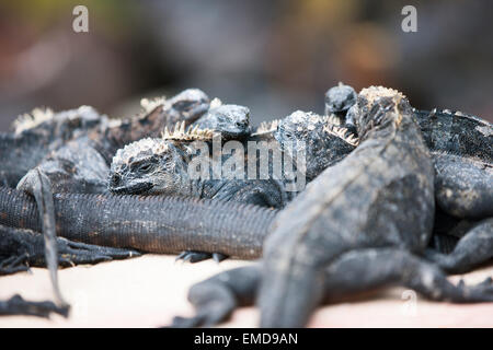 Iguane Marine sulle rocce Foto Stock